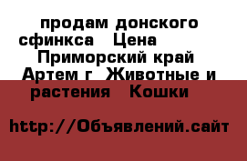 продам донского сфинкса › Цена ­ 5 000 - Приморский край, Артем г. Животные и растения » Кошки   